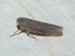 Chlorotettix necopinus