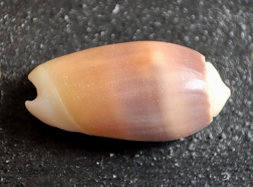 Oliva observed 2023-04-23