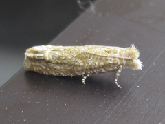 Pelochrista comatulana