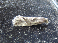 Pelochrista corosana