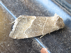 Plagiomimicus spumosum