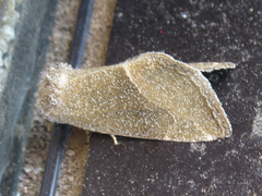 Plagiomimicus spumosum