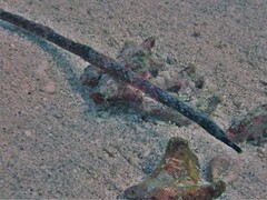 Long-Head Pipefish photo 2