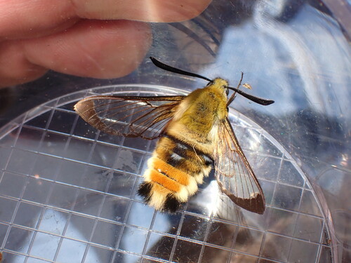 Hemaris tityus