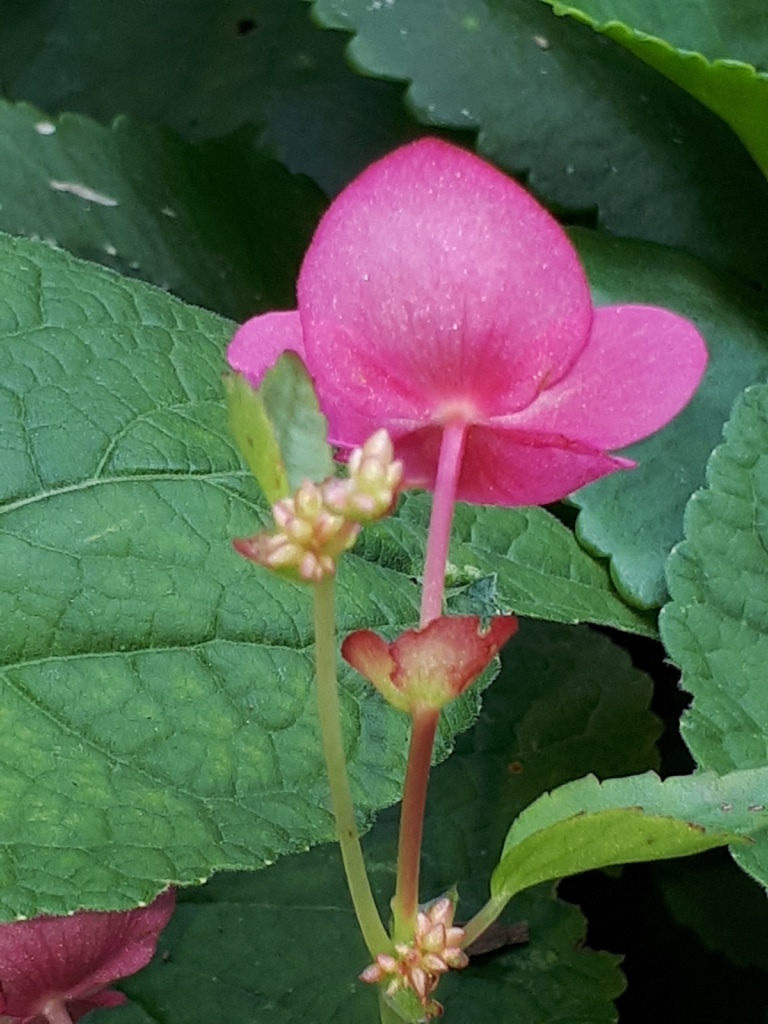 Ala de Ángel (Begonia gracilis) · NaturaLista Mexico