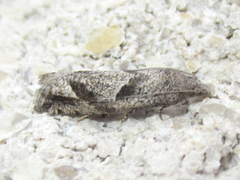 Pelochrista corosana