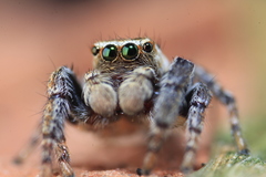 Evarcha proszynskii