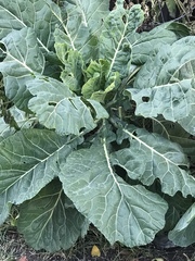 Brassica oleracea viridis