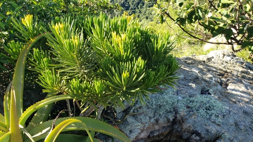 Kleinia barbertonica image