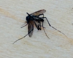Stegomyia