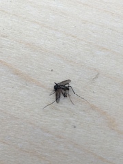 Stegomyia
