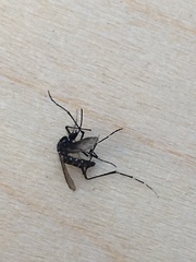 Stegomyia