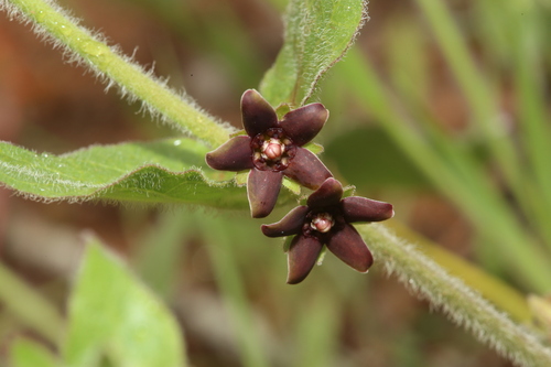 Image of Matelea cynanchoides by (c) Reid Hardin, some rights reserved (CC BY)