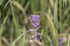 Muscari weissii, photograph Eleftherios Katsillis, CC BY, iNaturalist via GBIF