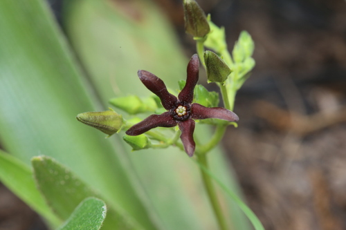 Image of Matelea hirtelliflora by (c) Reid Hardin, some rights reserved (CC BY)