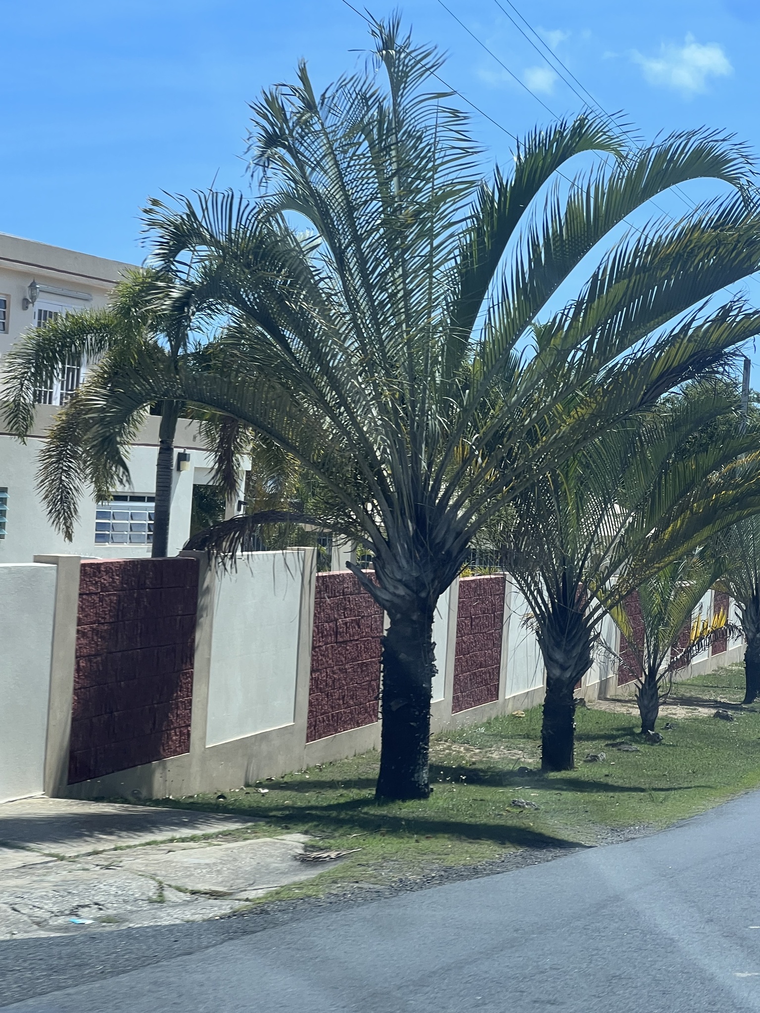 Imagem de Palmeira triangular