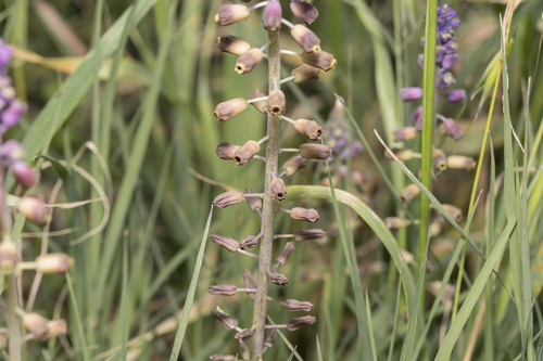 Muscari weissii, photograph 2