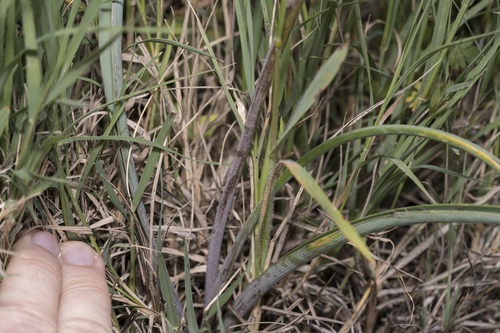 Muscari weissii, photograph 3
