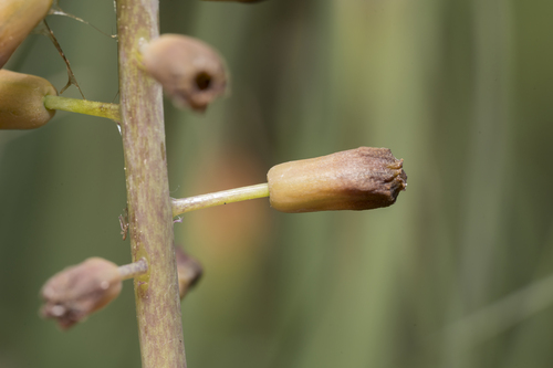 Muscari weissii, photograph 4