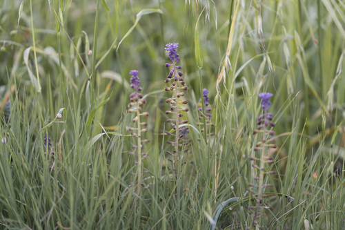 Muscari weissii