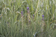 Muscari weissii