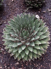 Agave nickelsiae