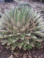 Agave nickelsiae