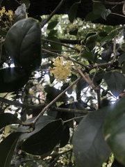 Osmanthus