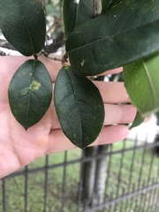 Osmanthus