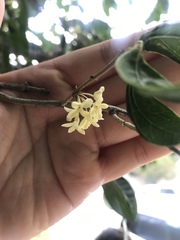 Osmanthus