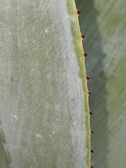 Agave guiengola