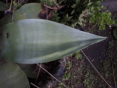 Agave guiengola