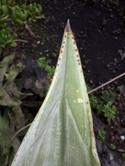 Agave guiengola