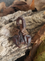 Pseudouroctonus reddelli