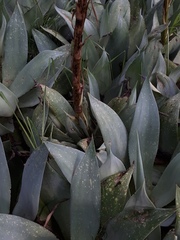 Agave mitis albicans