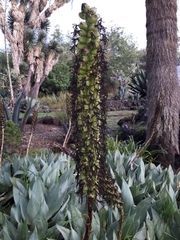 Agave mitis albicans
