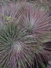 Agave stricta