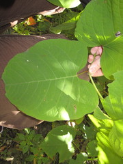 Reynoutria × bohemica