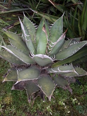 Agave horrida