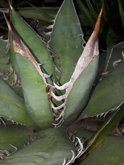 Agave horrida