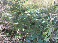 Reynoutria × bohemica