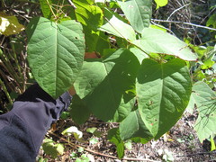 Reynoutria × bohemica