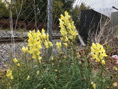 Linaria vulgaris