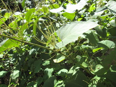 Reynoutria × bohemica