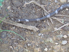 Leptodeira nigrofasciata