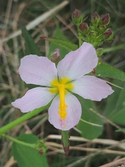 Kosteletzkya depressa