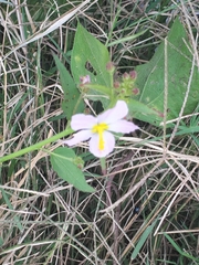 Kosteletzkya depressa