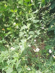 Kosteletzkya depressa