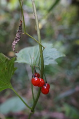 Solanum lyratum