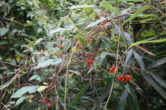 Solanum lyratum